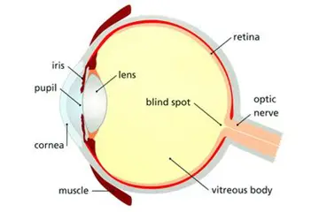Diagram of the cross section of the human eye