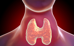 Computer generated image of a Thyroid