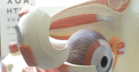 Photo of a large model of an eye