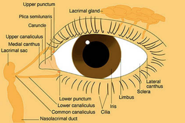 Schematic diagram of the human eye