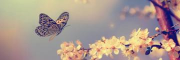 A butterfly landing on a flowering tree
