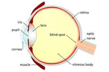 Cross section of the human eye